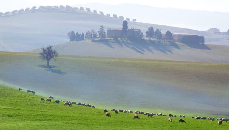 pecore pecorino toscano dop campagna toscana