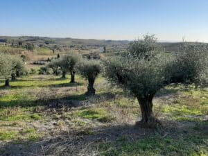 Gli olivi recuperati a Montalbano