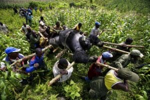 Lo scatto nel Parco Nazionale di Virunga di Brent Stirton