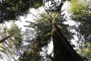 La Foresta di Vallombrosa