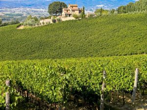 I vigneti del Nobile a Montepulciano