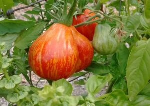 Il pomodoro Borsa di Montone