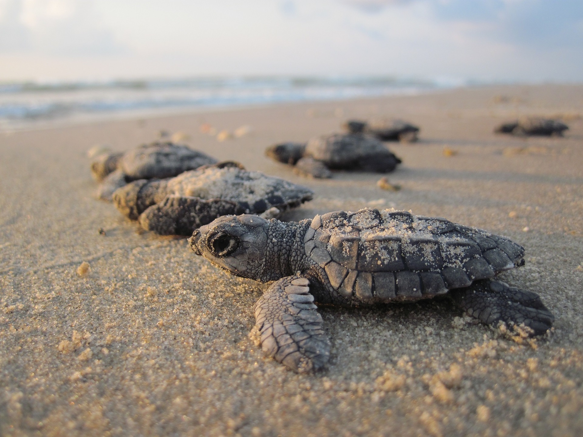 Tartarughe marine in Maremma: il bilancio di un&#39;estate da record - intoscana